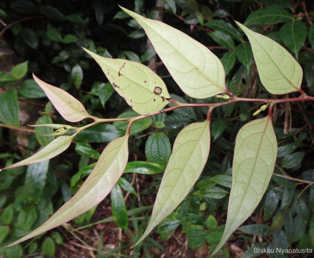 Glochidion candolleanum (Wight & Arn.) Chakrab. & M.Gangop.